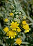 : - Euryops lateriflorus