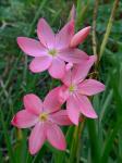 Roter Sumpfspaltgriffel - Hesperantha coccinea
