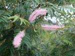: - Mimosa verrucosa