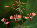 : - Lopezia racemosa subsp. racemosa