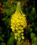 : - Bulbinella floribunda
