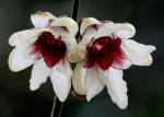 Chinesische Winterblüte - Chimonanthus praecox