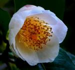 : - Camellia irrawadiensis