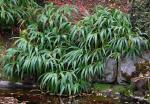 Gefranste Schwertlilie-Iris japonica