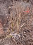: - Barbacenia umbrosa