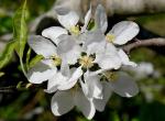 Alaska-Apfel - Malus fusca