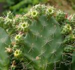 : - Opuntia elatior