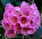 : - Rhododendron protistum