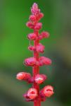 Gedrängter Salbei - Salvia confertiflora