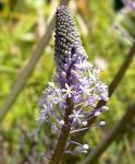 : - Merwilla plumbea
