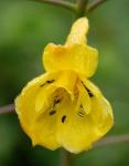: - Delphinium luteum