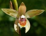 : - Bletilla ochracea