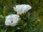 Lack-Zistrose - Cistus ladanifer