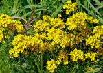 : - Erysimum franciscanum
