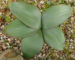 : - Brunsvigia marginata
