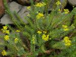 : - Euryops tysonii