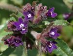 : - Anchusa undulata subsp. granatensis
