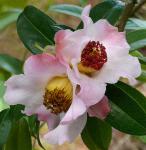 : - Camellia reticulata