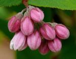 Langblättrige Deutzie - Deutzia longifolia