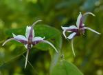 : - Epimedium acuminatum