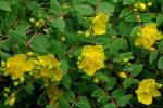 Großblumiges Johanniskraut - Hypericum patulum