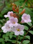 : - Incarvillea diffusa