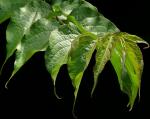 Schöne Leycesterie - Leycesteria formosa