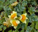 : - Linaria japonica