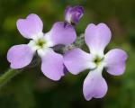Dreihörnige Levkoje - Matthiola tricuspidata
