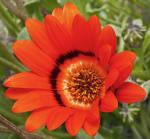 : - Arctotis gumbletonii