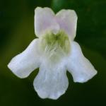 : - Clinopodium douglasii