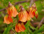 : - Hermannia pinnata