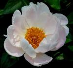 Chinesische Pfingstrose - Paeonia lactiflora
