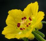 : - Scyphanthus elegans