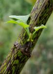 : - Smallanthus maculatus var. maculatus