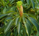 Radbaum - Trochodendron aralioides