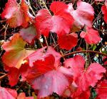 : - Vitis californica