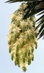 : - Yucca filifera