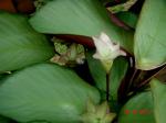: - Calathea loeseneri