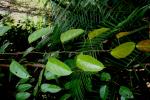 : - Ampelocissus spicifer