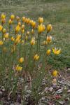 Wilde Tulpe - Tulipa sylvestris