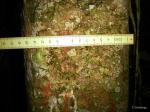 : - Chrysophyllum gorungosanum