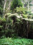 : - Cyathea manniana