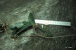 : - Englerophytum natalense