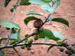 : - Ficus exasperata