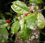 : - Leptaulus holstii