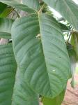 : - Centrolobium tomentosum