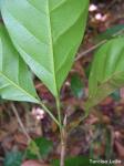: - Pogonophora schomburgkiana