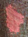 : - Sloanea guianensis