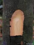 : - Guatteria pogonopus